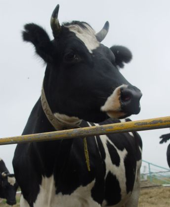 Корова это жвачное