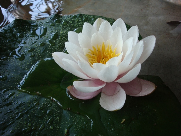 Цветок любви чудесный этот..