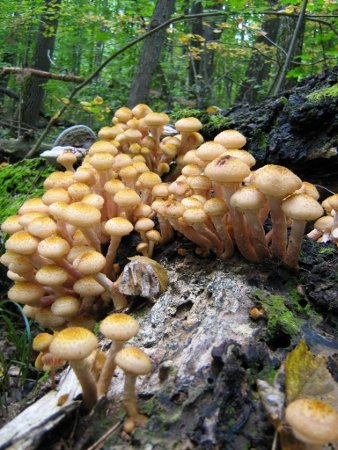 Рыжие Опята Фото Рыжие Опята Фото