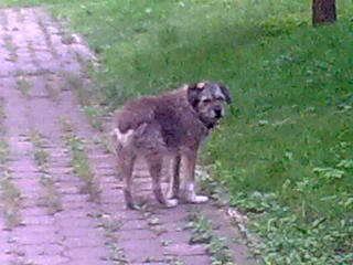 Мой старый пёс...