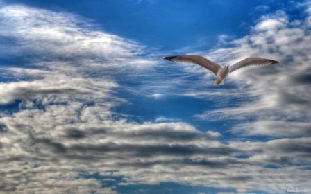 Всем сердцем влюблена в порывы бури...