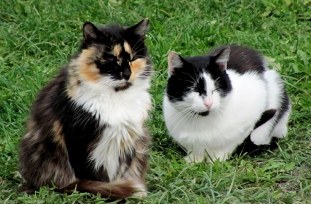 СКАЗ ПРО КОТА перевод с белорусского