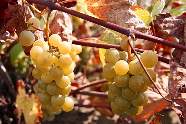 Скоро осень