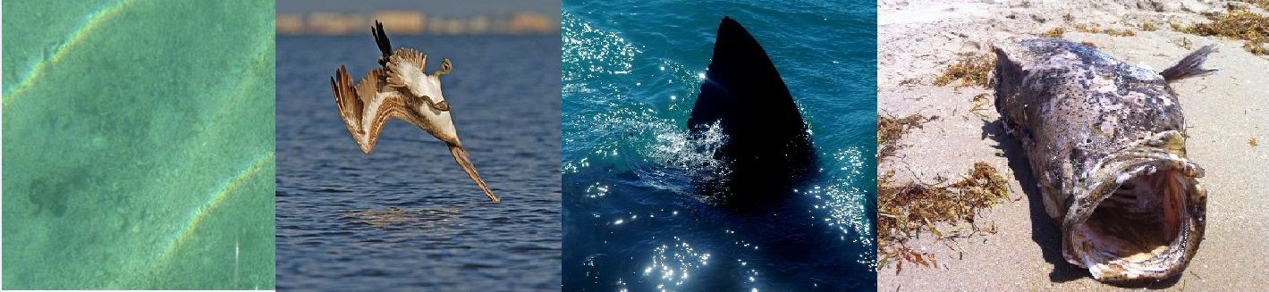 В гостях у океана