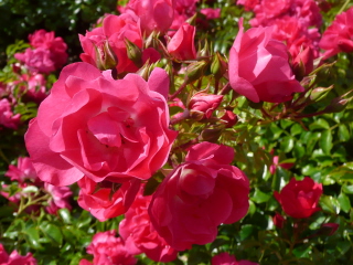 Моей любимой Болгарии!