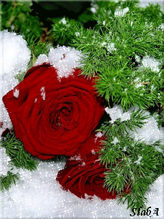 Ты сердце на дели свое на части...