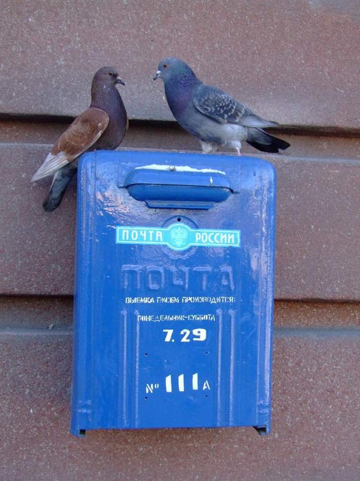 Голубь почтальон