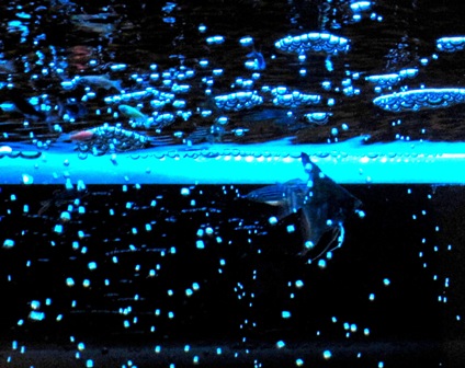 Из жизни рыб