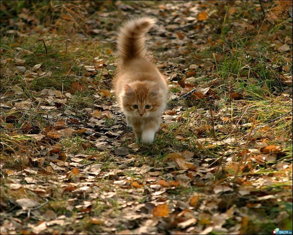 Настоящий кот