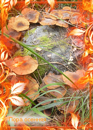 Пора золотая