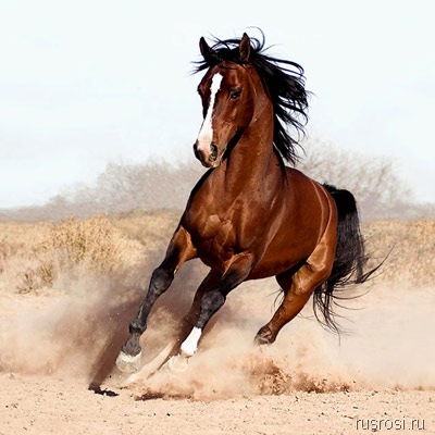 Юность удалая