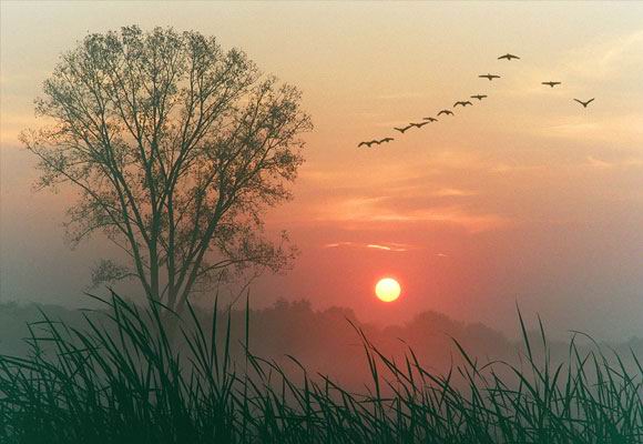 Осень золотая