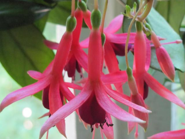 Осина (Вера Суханова) / Стихи.ру