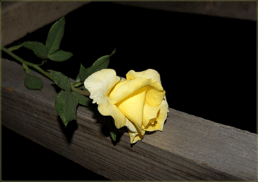 Почему желтый к разлуке. Желтые розы к разлуке. Желтые розы к расставанию.