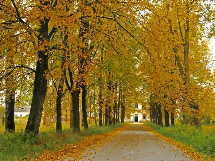 Осень парк. Осенний парк желтые листья. Липа крупнолистная осень. Осень в городе. Шуршание листьев.