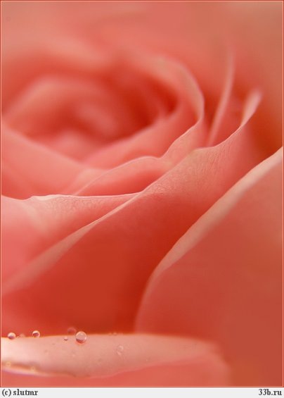 24. Нежнейший цветок