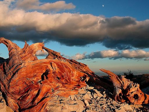 Для чего во мне посеяли