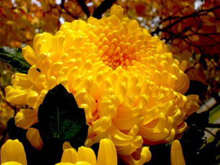 Сентябрь поет Игорь Толстых