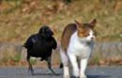 Кот и Ворона