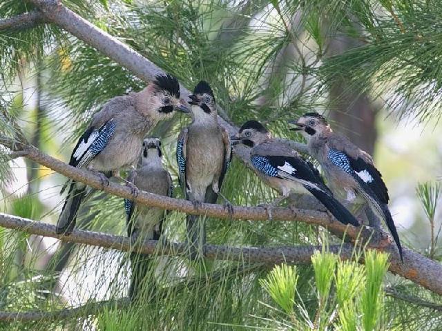 Опрокинута чашка молока