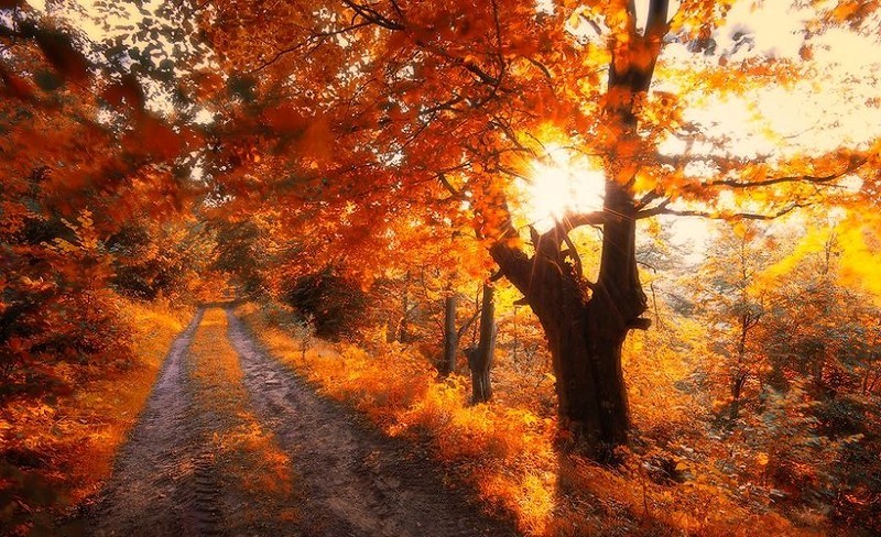 Осень. Полной грудью иду, вдыхая...