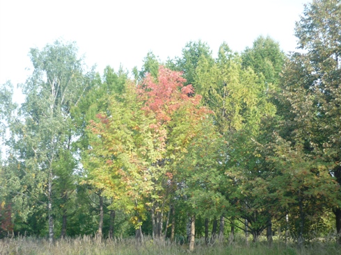 Осени ранней дыханье ловлю