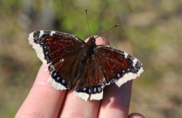 Незаполненная ниша