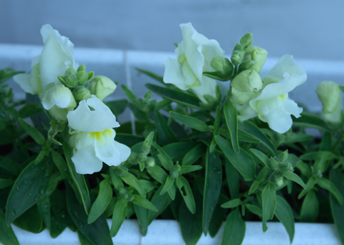 Львиный зев