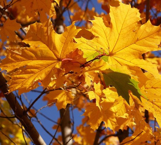 Я люблю осень