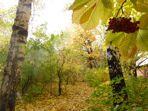 Жёлтая тишь! 1970 г. архив