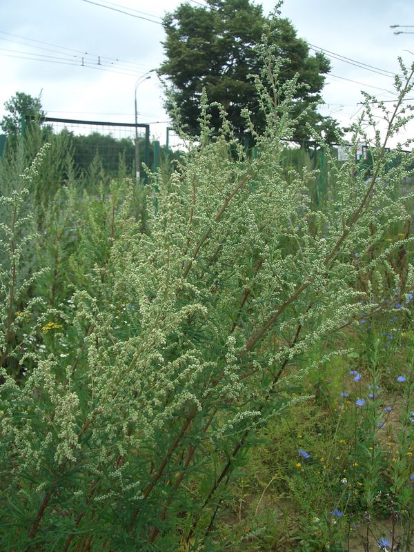 полынь обыкновенная чернобыльни. как растет полынь. полынь обыкновенная. как растет полынь. полынь горькая artemisia absinthium l.