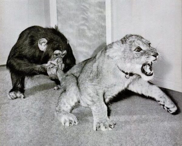 Обезьянья тайна