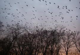 Вороны каркали