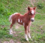 Жеребёнок -Авторская песня-