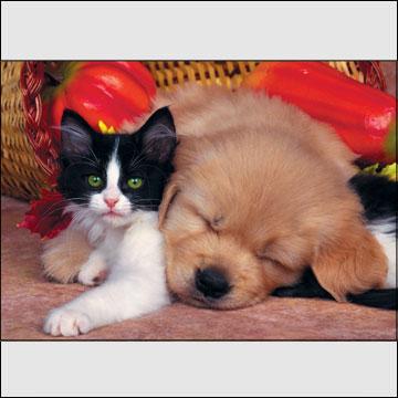 В чём счастье?