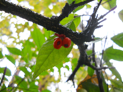Счастье в простом. 1. 10. 2011г