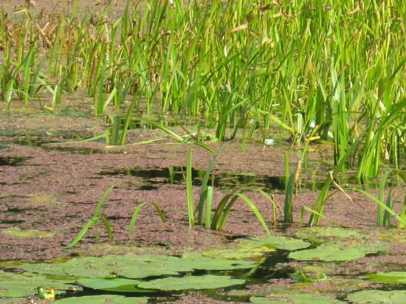 Водяной (Федорович Кузин) / Стихи.ру