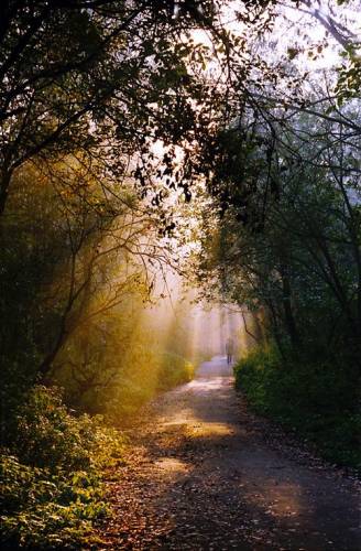 Аллея жизни