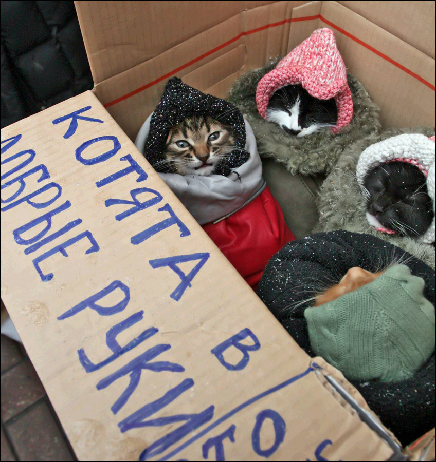 Покупайте в другом месте в. Вещи для бездомных животных. Коты с вещами. Поделка на тему бездомные животные. Бездомных котят в магазине.