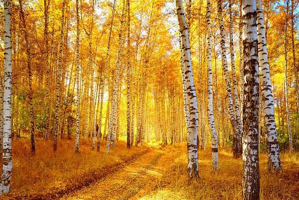 Осенний сон...