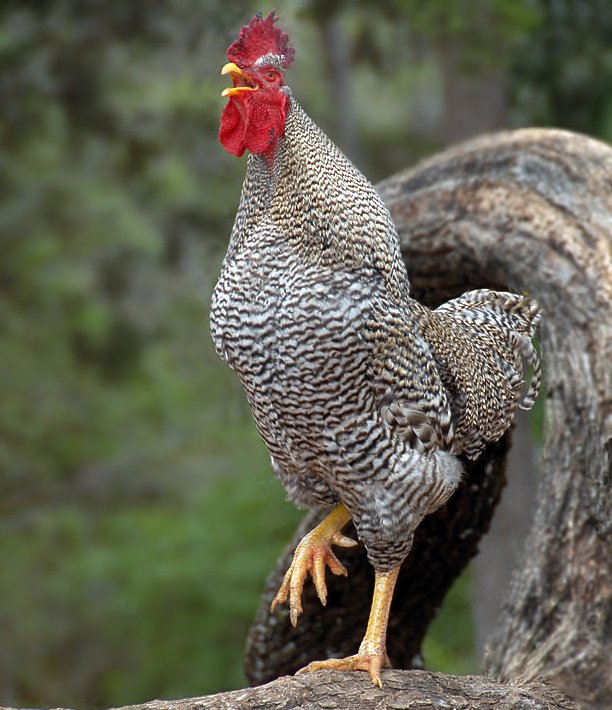 Курятник Экспромт на Губермана