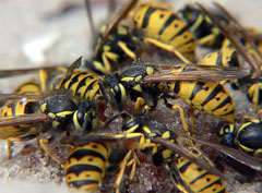 Осиное гнездо