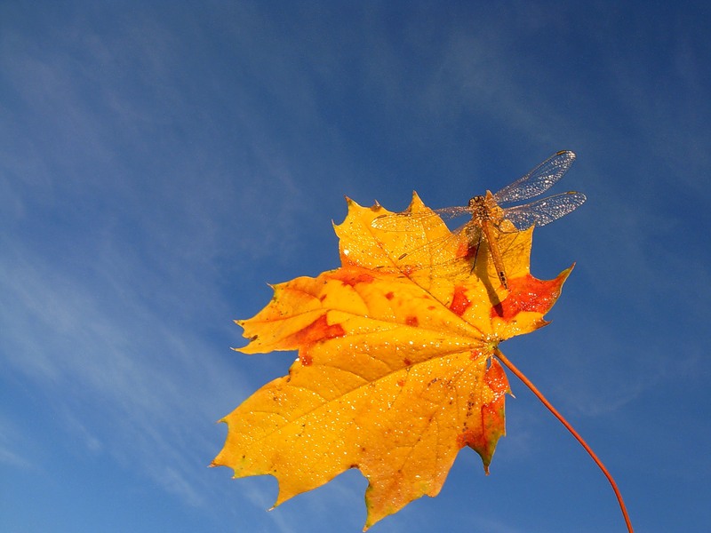 Подарок. 14. 10. 2011г