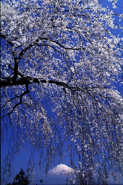 Весенний снег