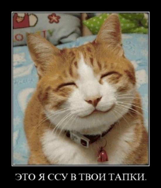 Всего важней поэзия Поэту!