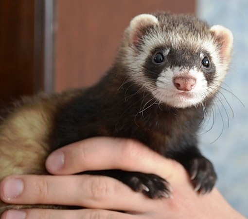 Неведома зверушка