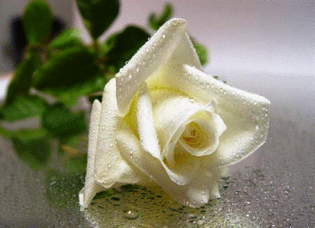 Памяти моей МАМЫ Лидии Николаевны Григорьевой...