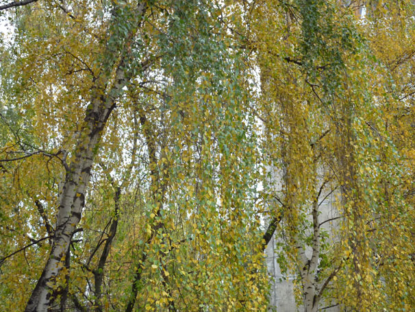 О чём вы плачете, берёзки? фото автора