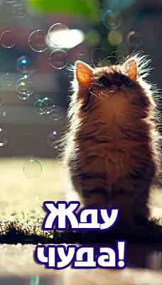 Колесо девственности