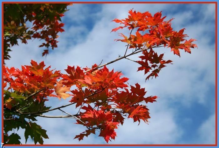 Горят корабли моих грёз...